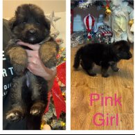 German Shepherd (Alsatian)