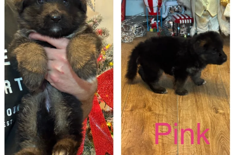 German Shepherd (Alsatian)