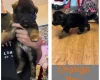 German Shepherd (Alsatian)