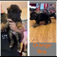 German Shepherd (Alsatian)