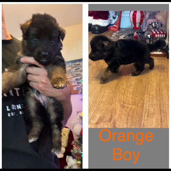 German Shepherd (Alsatian)