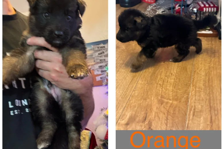 German Shepherd (Alsatian)