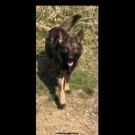 German Shepherd (Alsatian)