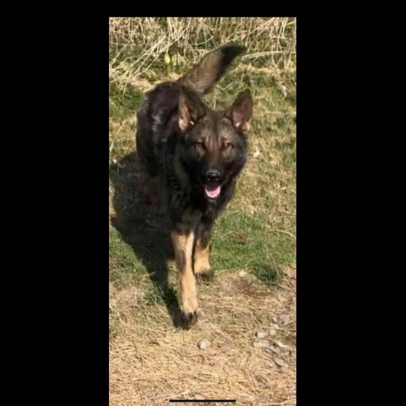 German Shepherd (Alsatian)