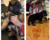 German Shepherd (Alsatian)