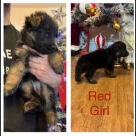 German Shepherd (Alsatian)