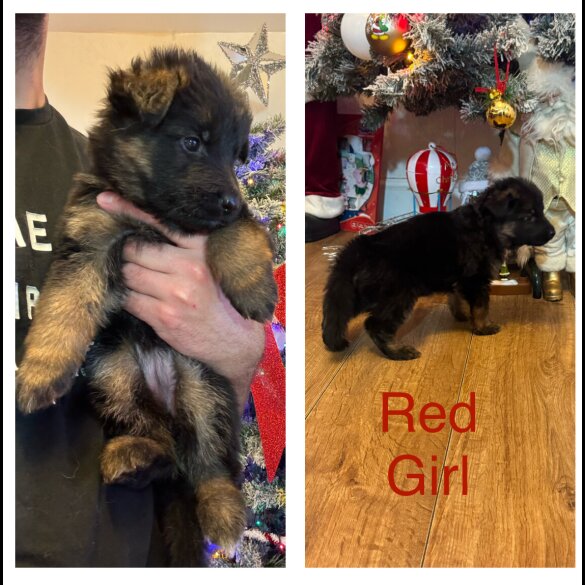 German Shepherd (Alsatian)