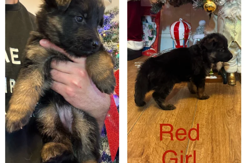 German Shepherd (Alsatian)
