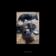 German Shepherd (Alsatian)