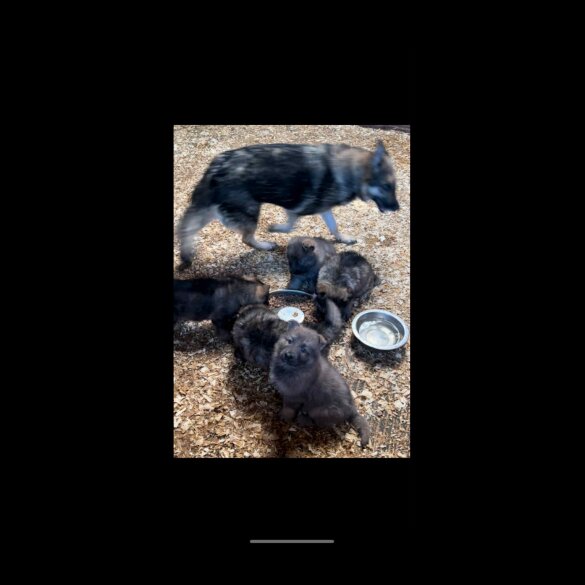 German Shepherd (Alsatian)