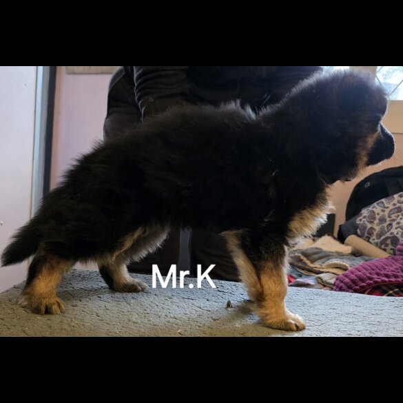 German Shepherd (Alsatian)