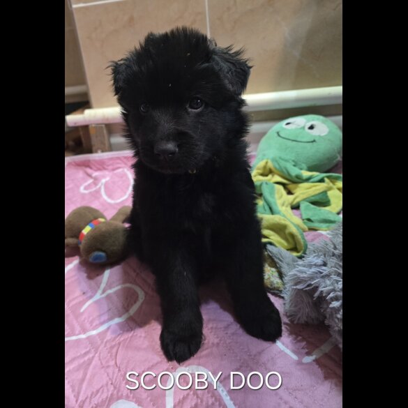 German Shepherd (Alsatian)