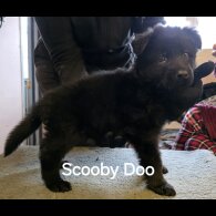 German Shepherd (Alsatian)