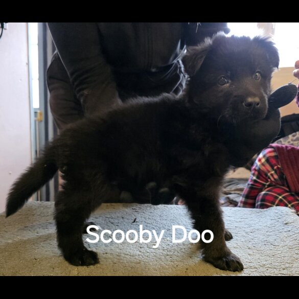 German Shepherd (Alsatian)