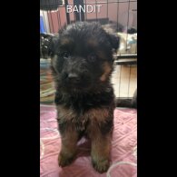 German Shepherd (Alsatian)