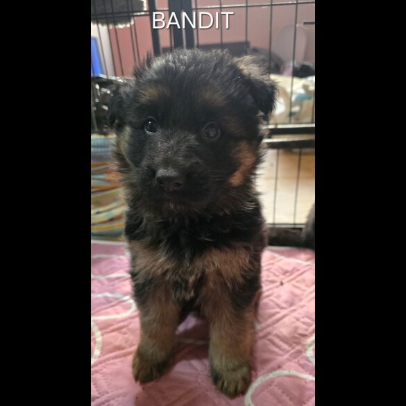 German Shepherd (Alsatian)