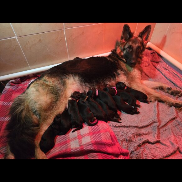 German Shepherd (Alsatian)