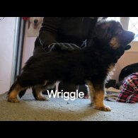 German Shepherd (Alsatian)