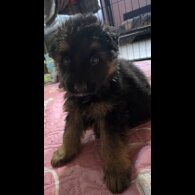 German Shepherd (Alsatian)