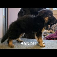 German Shepherd (Alsatian)