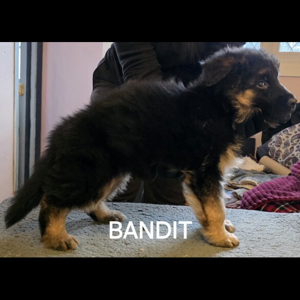 German Shepherd (Alsatian)