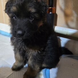 German Shepherd (Alsatian)