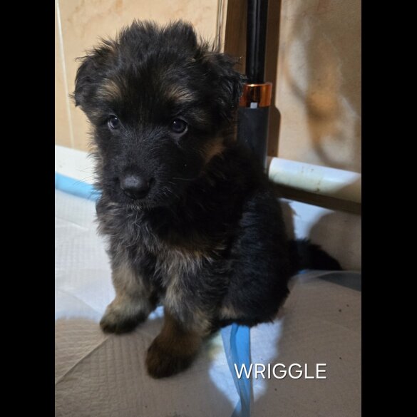 German Shepherd (Alsatian)