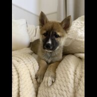 Siberian Husky