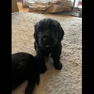 Cocker Spaniel (Working)