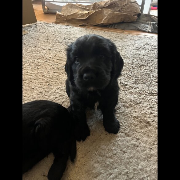 Cocker Spaniel (Working)