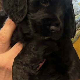 Cocker Spaniel (Working)