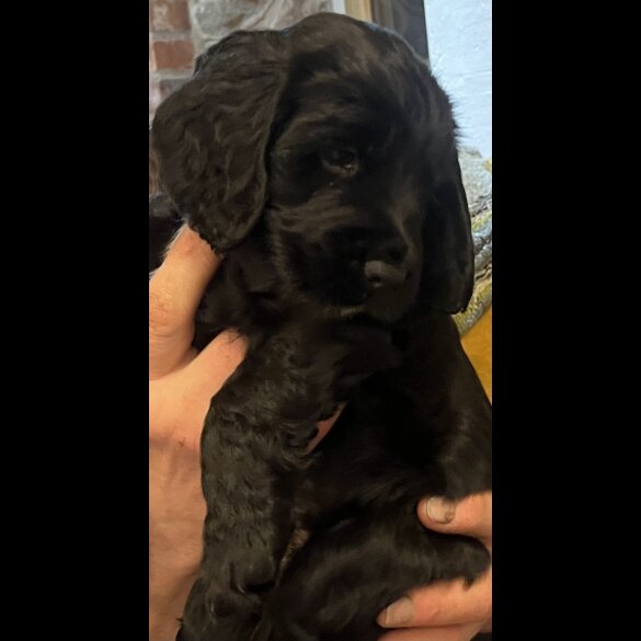 Cocker Spaniel (Working)