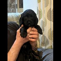 Cocker Spaniel (Working)