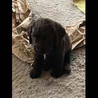 Cocker Spaniel (Working)