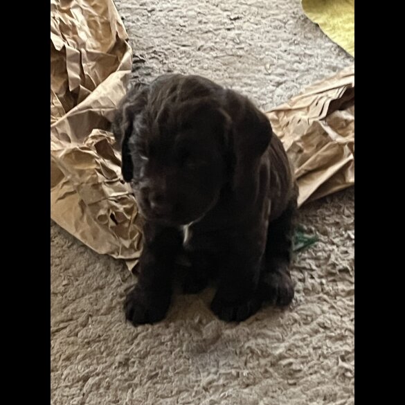 Cocker Spaniel (Working)