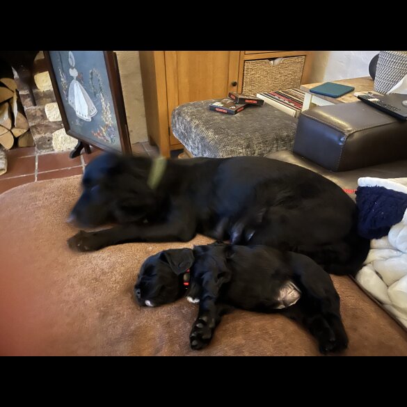 Cocker Spaniel (Working)