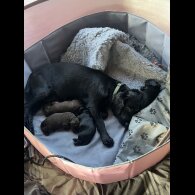 Cocker Spaniel (Working)