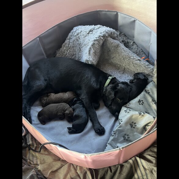 Cocker Spaniel (Working)