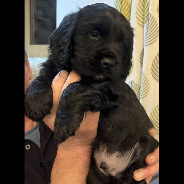 Cocker Spaniel (Working)