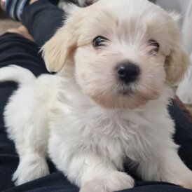 Havanese