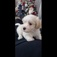 Havanese