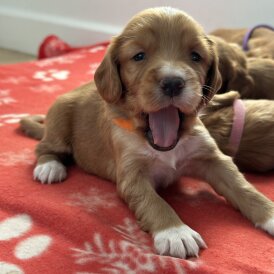 Cocker Spaniel (Working)