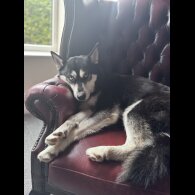 Siberian Husky