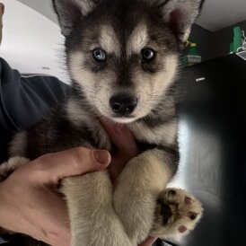 Siberian Husky