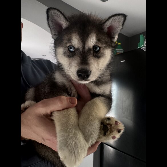 Siberian Husky