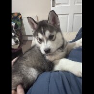 Siberian Husky