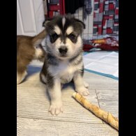 Siberian Husky