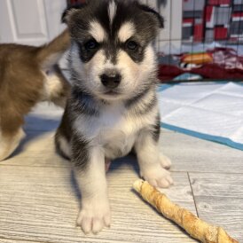 Siberian Husky