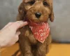Irish Doodle