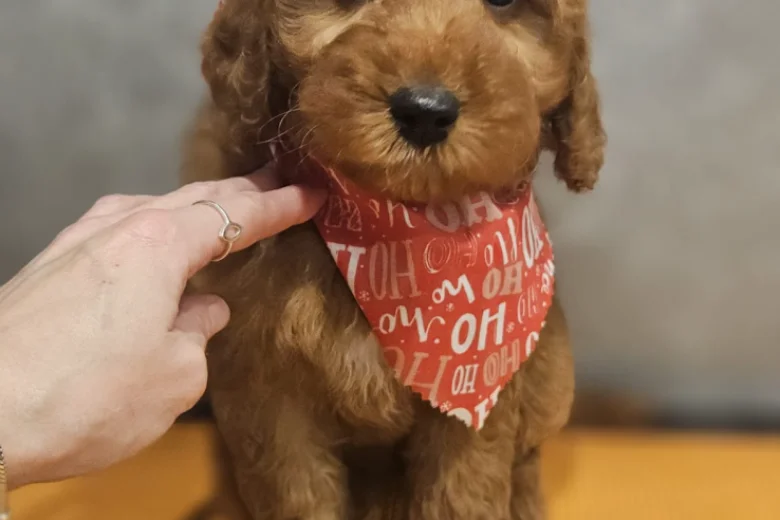 Irish Doodle